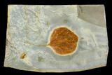 Fossil Leaf (Zizyphoides) - Montana #120776-1